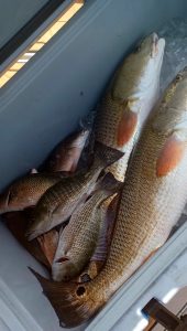 Ponce Inlet fishing haul