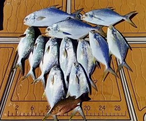 inshore fishing haul near Ponce Inlet